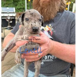 Lentil - Merle male Great Dane puppy in Medford, New York from Alchemy Danes