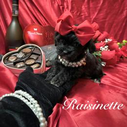 Raisinette - Black female Yorkipoo puppy in Pennsauken, New Jersey from Noir Luxe Litters of NJ
