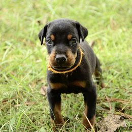 Grimm - Black and rust male Doberman Pinscher puppy in Toney, Alabama from Bhon Mhuir Dobermanns