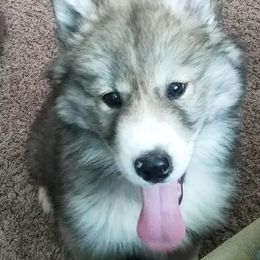Siberian Husky Puppies from Gale Bly Osborne's Amazing Grace Kennel