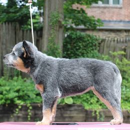 Uzza - Girl 1 - Blue Australian Cattle Dog puppy in Narberth, Pennsylvania from Kanku