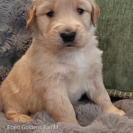 Tan collar - Golden male Golden Retriever puppy in Saint Helens, Oregon from Ebert Golden Retrievers & Pugs