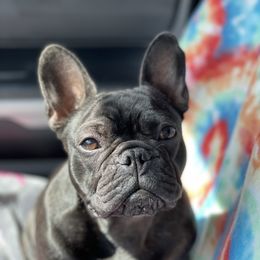 French Bulldog All Grown Up from HDH French Bulldogs