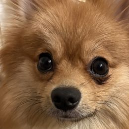 Pomeranians from Fam. Pomerania