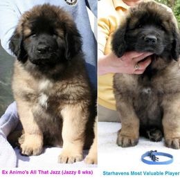 Leonberger All Grown Up from Ex Animo Leonbergers and WHD