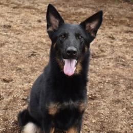 BeBe - German Shepherd