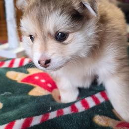 Toby - Merle male Pomsky puppy in Elgin, Oregon from Kenna'z Kuddly Pomskiez