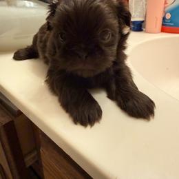 Apollo - Lilac male Shih Tzu puppy in Ocean Springs, Mississippi from Wood Foo Breeders