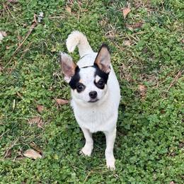 Guillermo - Black and white male Chihuahua puppy in College Park, Georgia from Wicked Envy Chihuahuas