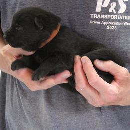 Brown boy - Black male German Shepherd puppy in Lake George, Colorado from High Country German Shepherds