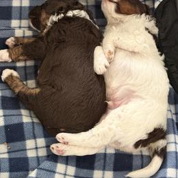 Bernedoodle Puppies from Terri Suchy