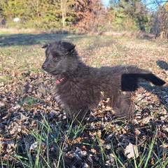 Pink Girl - Belgian Tervuren puppy from Katahdin Kennel Belgian Tervurens