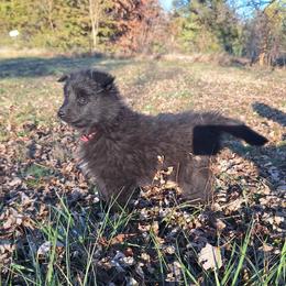 Pink Girl - Belgian Tervuren puppy from Katahdin Kennel Belgian Tervurens