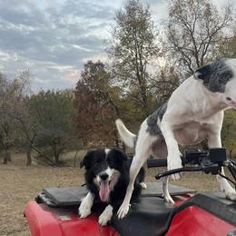 Toka - Border Collie