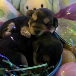 Peep 2 - Black and tan male Morkie puppy in Lawrenceville, Georgia from Georgias Finest Puppies