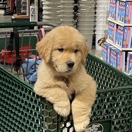 Golden Retriever Puppies from Dogwood Springs Golden Retrievers