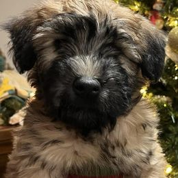 Soft Coated Wheaten Terriers and Whoodles from Miniature Whoodles & Wheaten terriers Utah