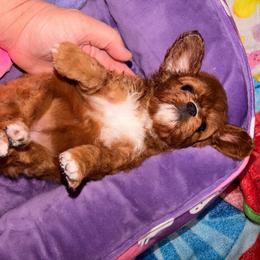 Star - Red female Cavapoo puppy in Hickory, North Carolina from Homegrown Spaniels