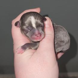 Lolli - Blue and tan female Chihuahua puppy in Ashtabula, Ohio from Paw's & Awe's Chihuahuas