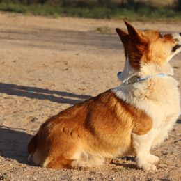 Australian Cattle Dogs, Australian Shepherds, Miniature Australian Shepherds, and Pembroke Welsh Corgis from Soqui Ortiz Cattle Ranch
