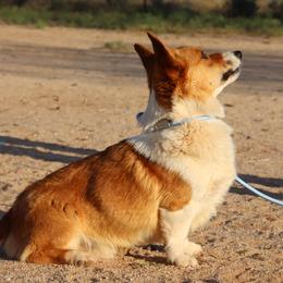 Australian Cattle Dogs, Australian Shepherds, Miniature Australian Shepherds, and Pembroke Welsh Corgis from Soqui Ortiz Cattle Ranch