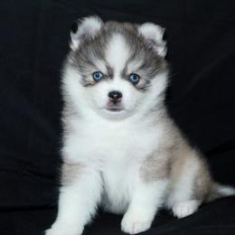 Hugs - Gray and white female Pomsky puppy in Paulden, Arizona from Rose Peek Pomskies