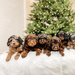 Aussiedoodle and Bernedoodle Puppies from Steindoodles