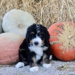 Klara - Tri-color female Bernedoodle puppy in Lowry City, Missouri from Cooper Creek Puppies