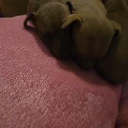 Chili - Stag red female Miniature Pinscher puppy in Bourbon, Missouri from Eriphos Farm Kennel