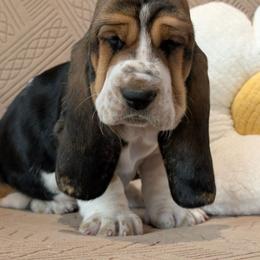 Winifred - Black brown and white female Basset Hound puppy in Polson, Montana from BeautyBea's Flathead Lake Bassets
