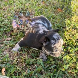Boston Terrier and French Bulldog Puppies from Freedom Bostons