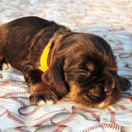 Orange Girl - Brown white and tan female Cocker Spaniel puppy in Beggs, Oklahoma from Southern Country Cockers