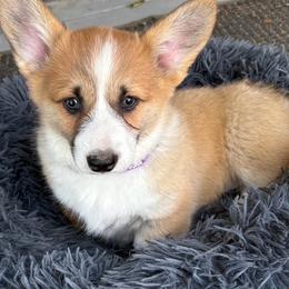 Purple Collar girl - Red female Pembroke Welsh Corgi puppy in Fredericksburg, Texas from Hill Country Corgis