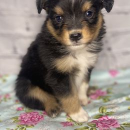 Girl 3 - Miniature Australian Shepherd puppy in Paris, Texas from Kuttin’ Up Mini Aussies