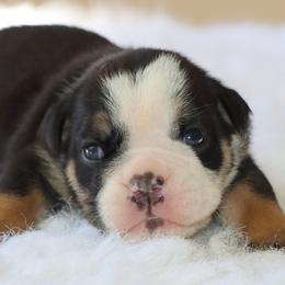 Hazel - Black tri-color female Bulldog puppy in Winnsboro, Texas from JP Ranch Bulldogs