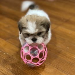 Stormi - Black gold and white female Shih Tzu puppy in Reddell, Louisiana from TINYSHIHTZUFURU
