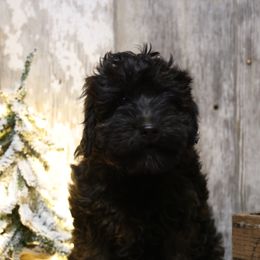 Grahm - Wheaten male Whoodle puppy in West Bend, Iowa from Blue Skies Terriers