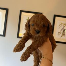 Pumpkin - Red male Cavapoo puppy in Bloomfield, New York from Campbell Cavapoos