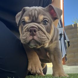 Bulldog and French Bulldog Puppies from JuneBug Bullies