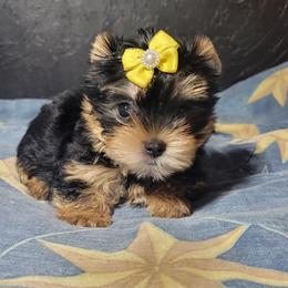 LILY - Black and tan female Yorkshire Terrier puppy in Chickasha, Oklahoma from SISSYS YORKIES