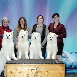 Samoyed puppies from KinleyRay Samoyeds