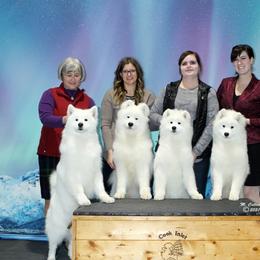Samoyed puppies from KinleyRay Samoyeds