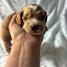 Grace - Golden female Cockapoo puppy in Adrian, Oregon from ApplebyFarm