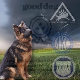 Cam - German Shepherd