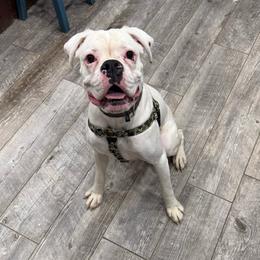 Kickin Roosters Remington (Archie) - White male Boxer puppy in Alpine, New York from Kickin Rooster AKC Boxers