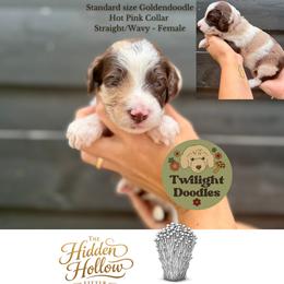 Enoki - Hot Pink Collar - Merle female Goldendoodle puppy in Garland, Texas from Twilight Doodles