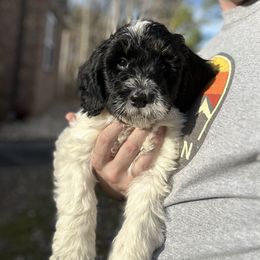 Snow White - Black and white Bernedoodle puppy in Arab, Alabama from ConkleDoodlePoos