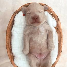Darling - Apricot male Goldendoodle puppy in North Carolina from Tuxedo Mountain Doodles