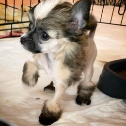 Chihuahua and Chinese Crested Puppies from Western Kentucky Chihuhua and Chinese Crested