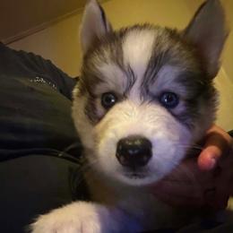 Sable blue male - Sable and white male Siberian Husky puppy in Wheeling, West Virginia from Powells Huskies